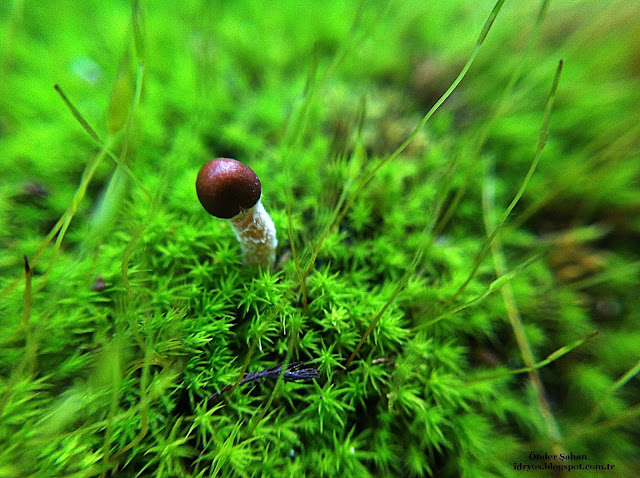 little mushroom , minik mantar , petite champignon , micro champignon ,