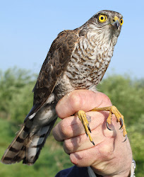 sparrowhawk juvenile bird another male lancashire watching