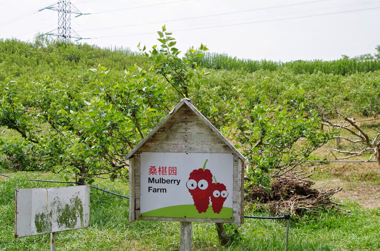 Trees and Plants Mulberry