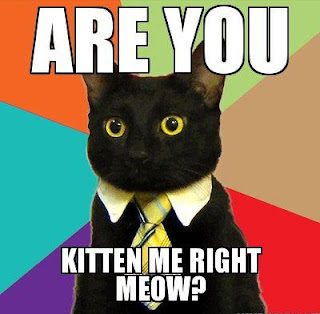 Are you kitten me right meow? | Animals Library