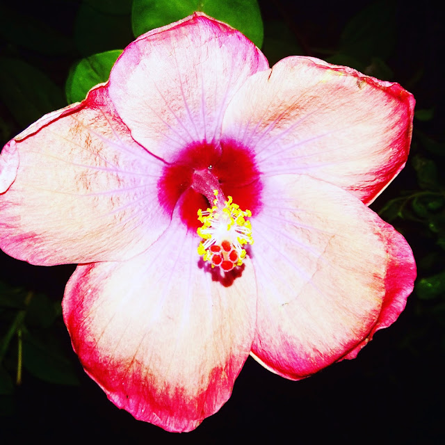 ©Amit Manhas | www.personalife.org