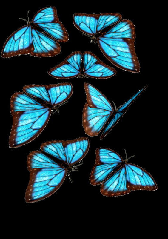 Images Of Blue Butterflies | Amazing Wallpapers