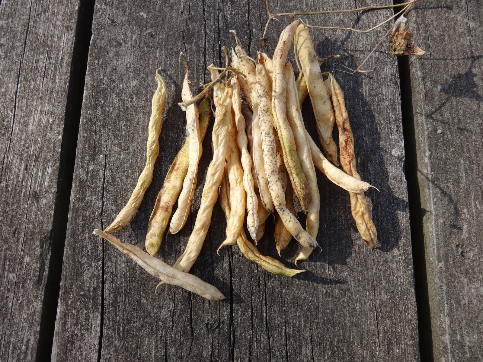 The Perennial Agriculturalist the once and future bean ( wall )