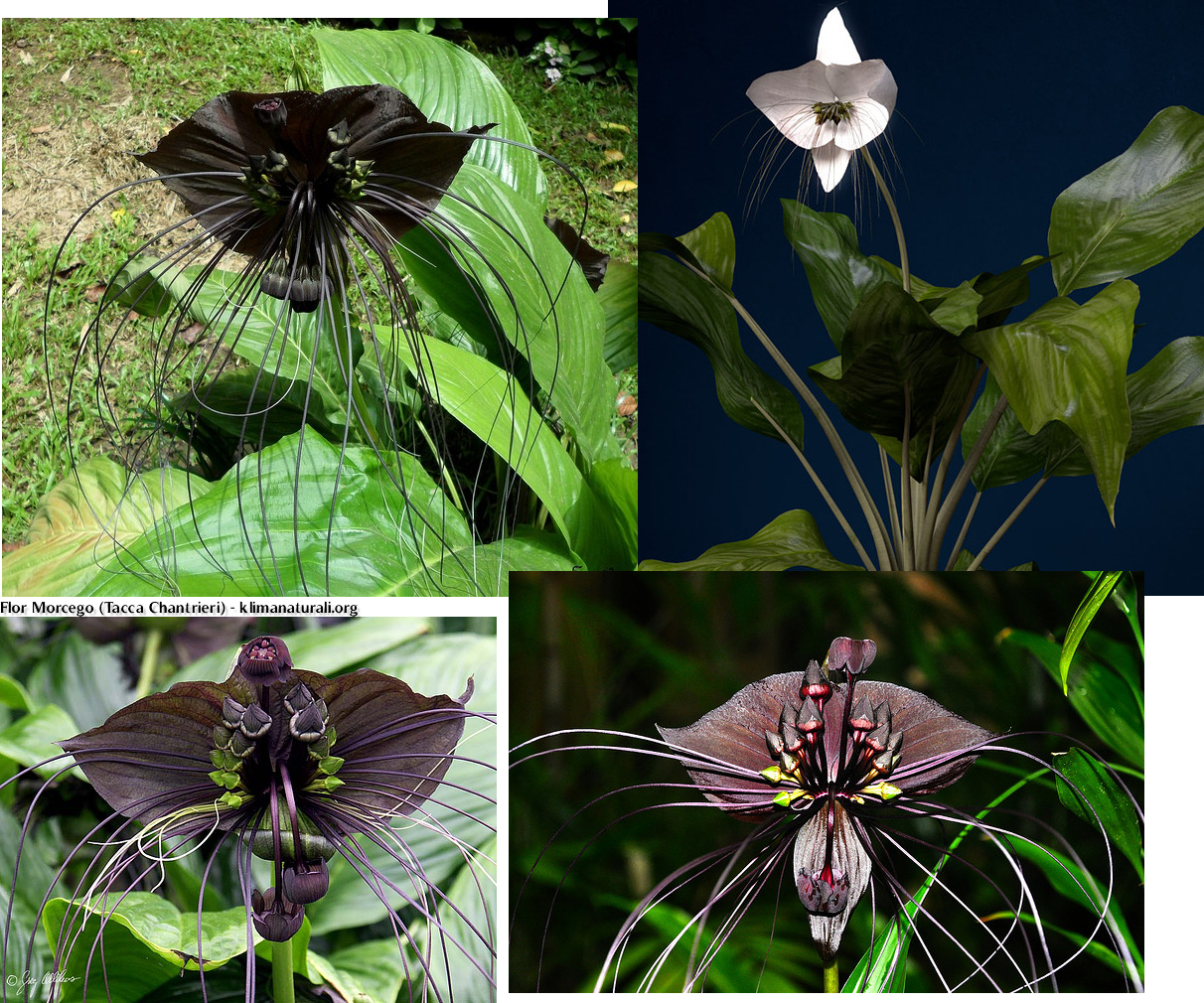 Flor Morcego ou Batflower (Tacca Chantrieri) - Klima Naturali™