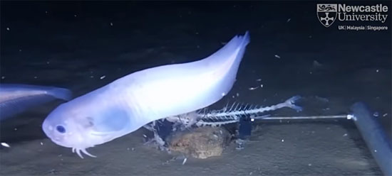 Misteriosa espécie 'fantasma' é descoberta nas profundezas do Oceano Pacifico - Img 2