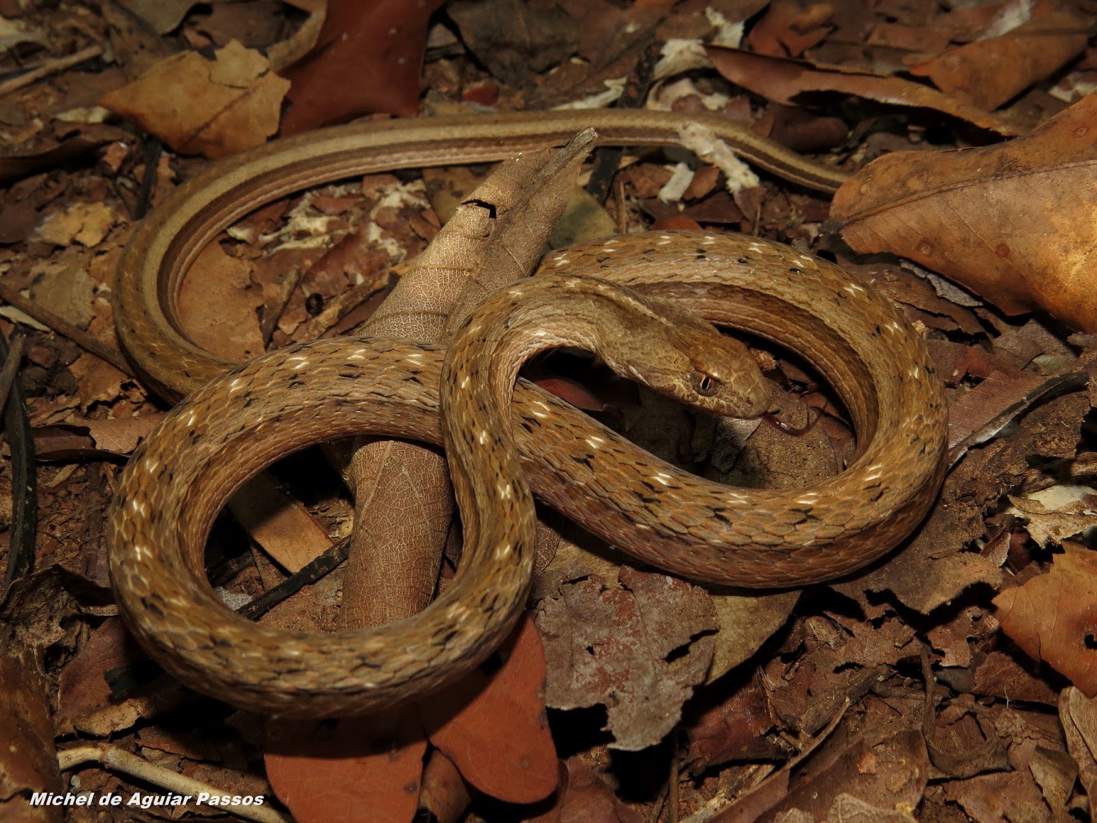 Herpetolife (Inicio) Thamnodynastes hypoconia (Cope, 1860)