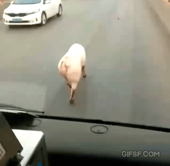 gifsf.com_00011.gif