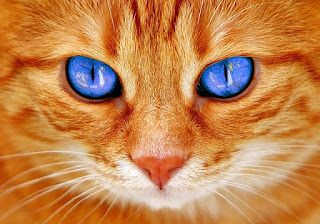alt="gato de ojos azules"