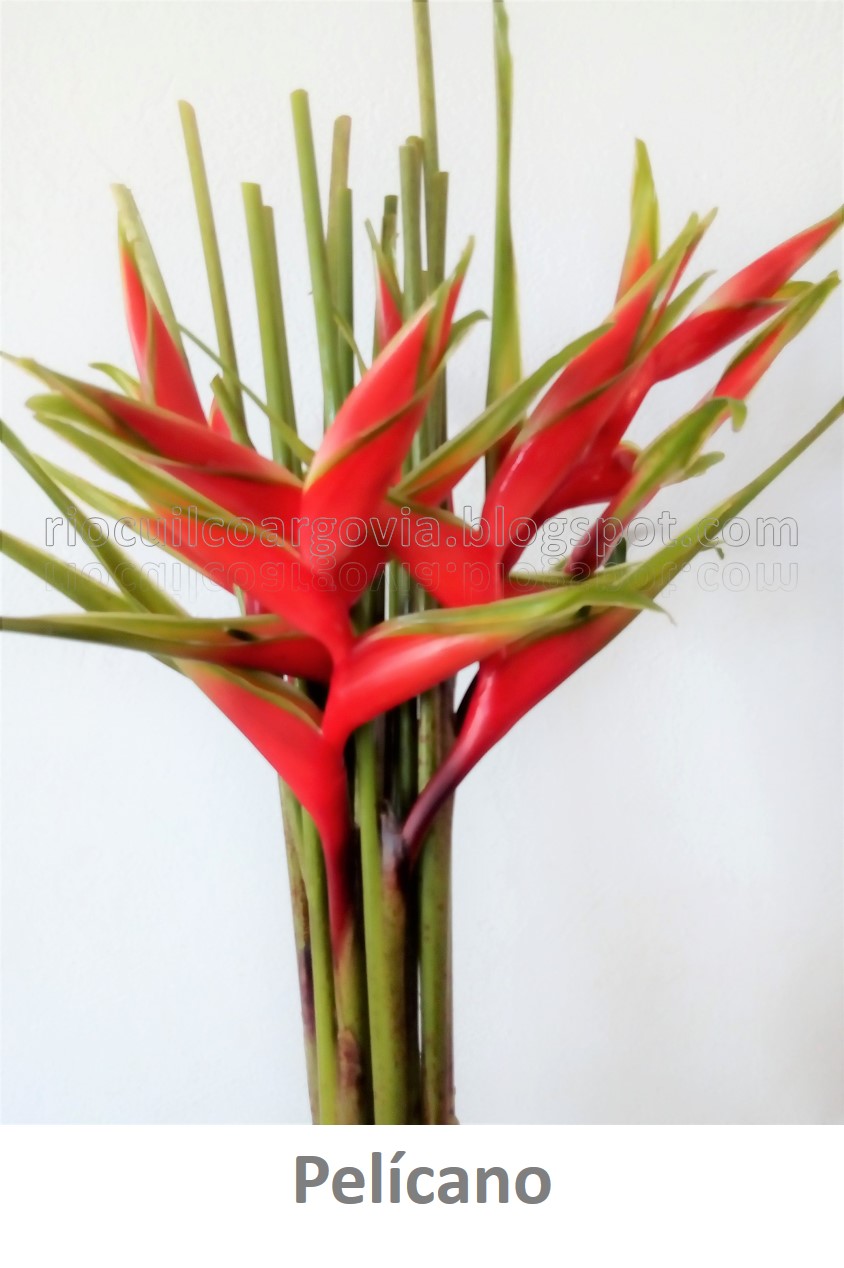 Flores de Río Cuilco