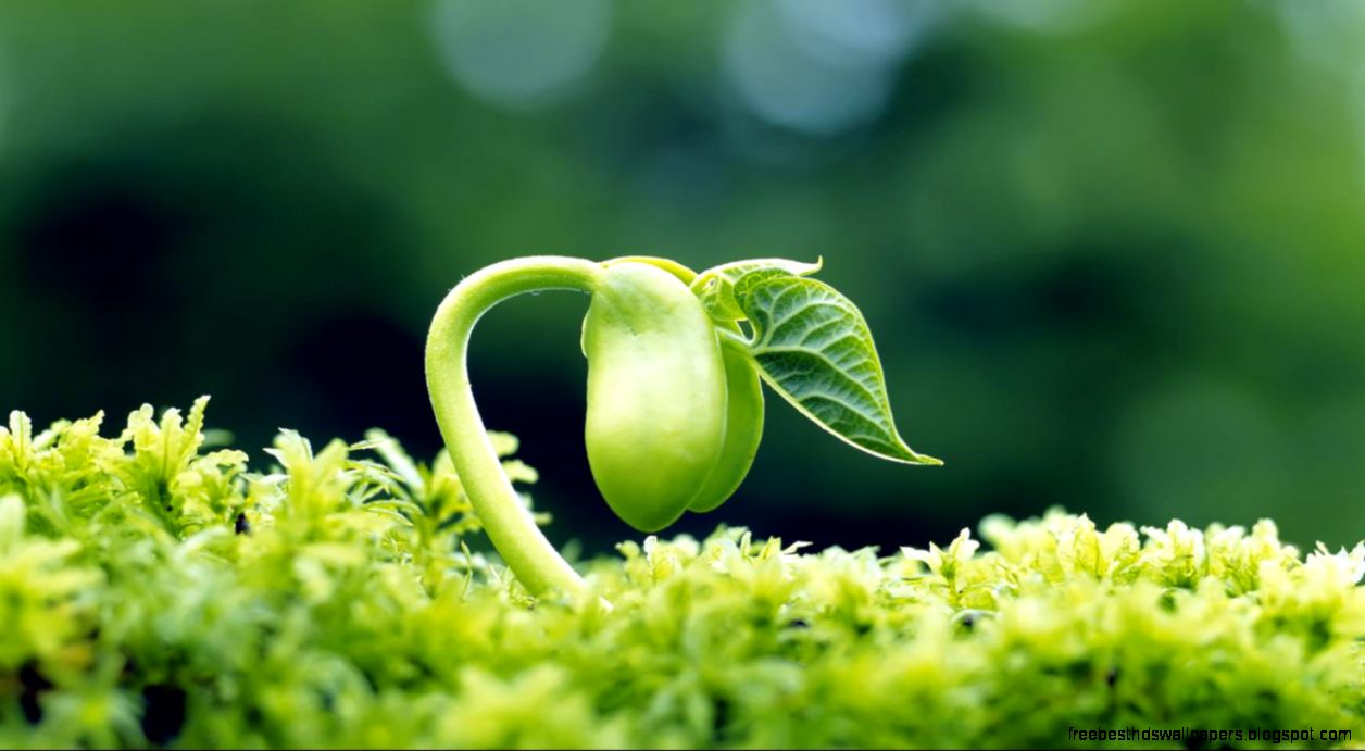Sprout leaves fresh HD Desktop Wallpapers 1366x768 widescreen hd