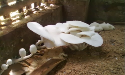 jamur letong jamur putih