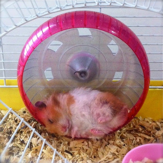 My MomFriday Hamster Tales Sleep Series