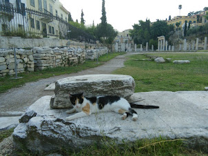 A feral cat haviing a siesta among the ruins of the Roman Agora in Athens.