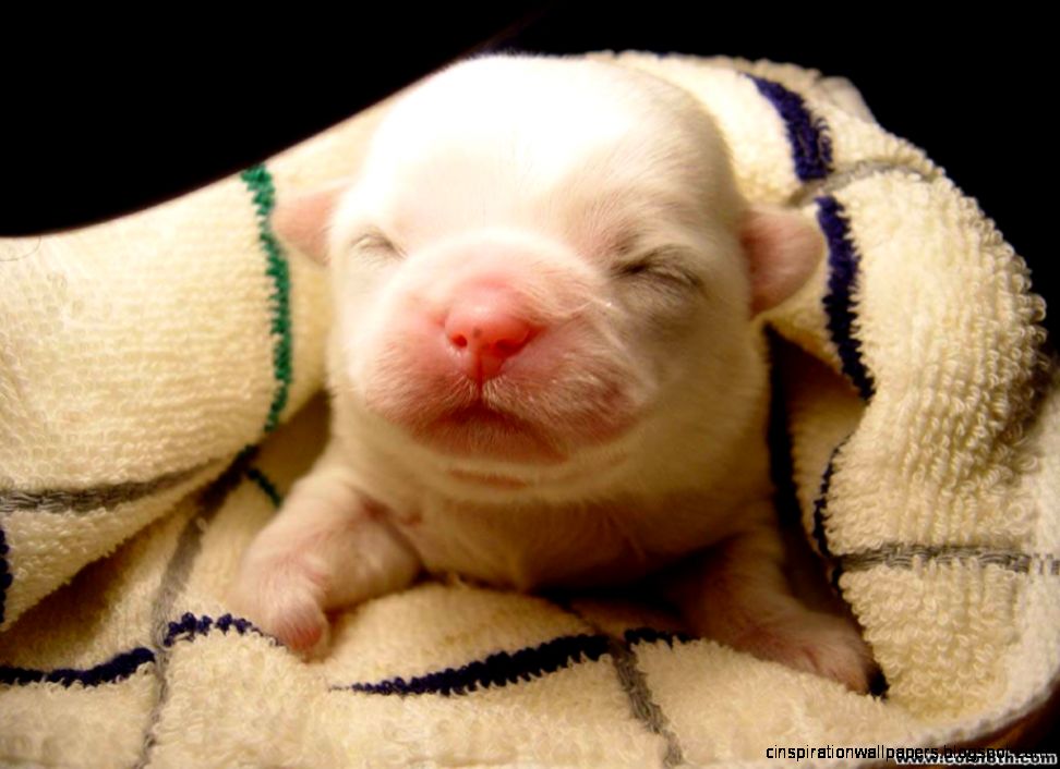 Cute Baby Pig Desktop