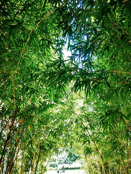 IN CORBETT NATIONAL PARK, INDIA | STYLE PANORAMA BY DHEERA JOSHI The Golden Tusk Resort Corbett,travel