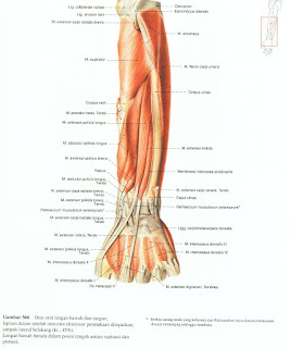 Acozta: Musculi