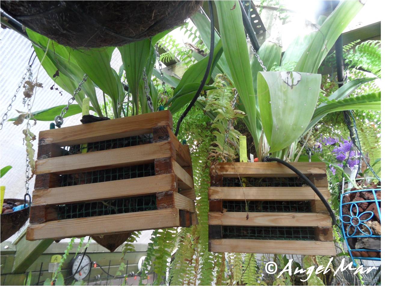 Orquídeas Blog de Angel Mar: Cestas de madera para Orquídeas