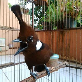 Tips Cara Merawat Burung Cililin Agar Gacorbkmci Burung Kicau