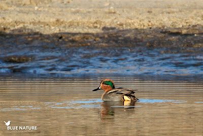 Macho de cerceta común (Anas crecca) junto con los frisos. Macho de cerceta común (Anas crecca) junto con los frisos.