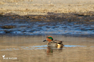 Macho de cerceta común (Anas crecca) junto con los frisos.