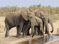 elephant drinking images