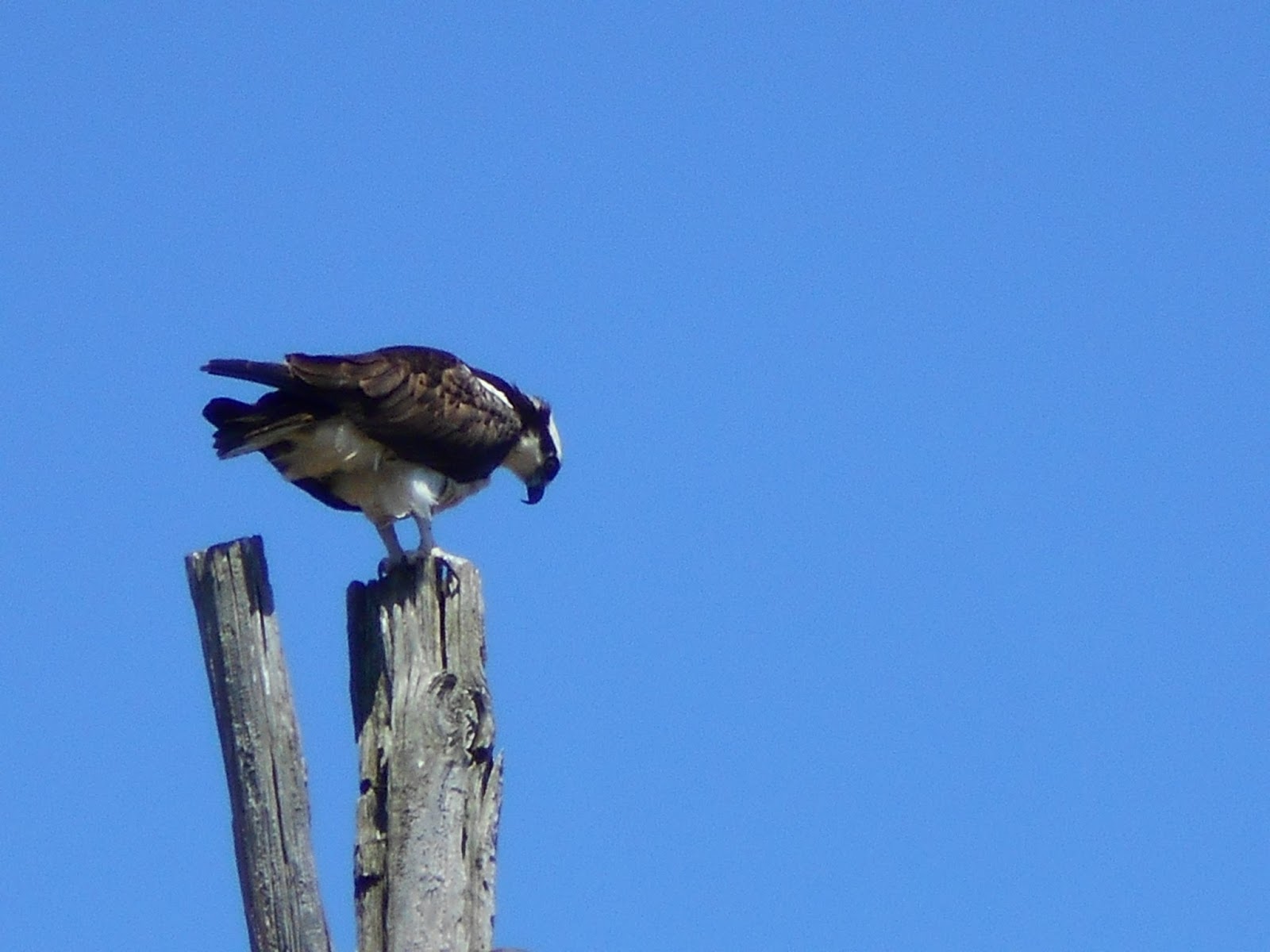 New York State of Mind OSPREY AGAIN