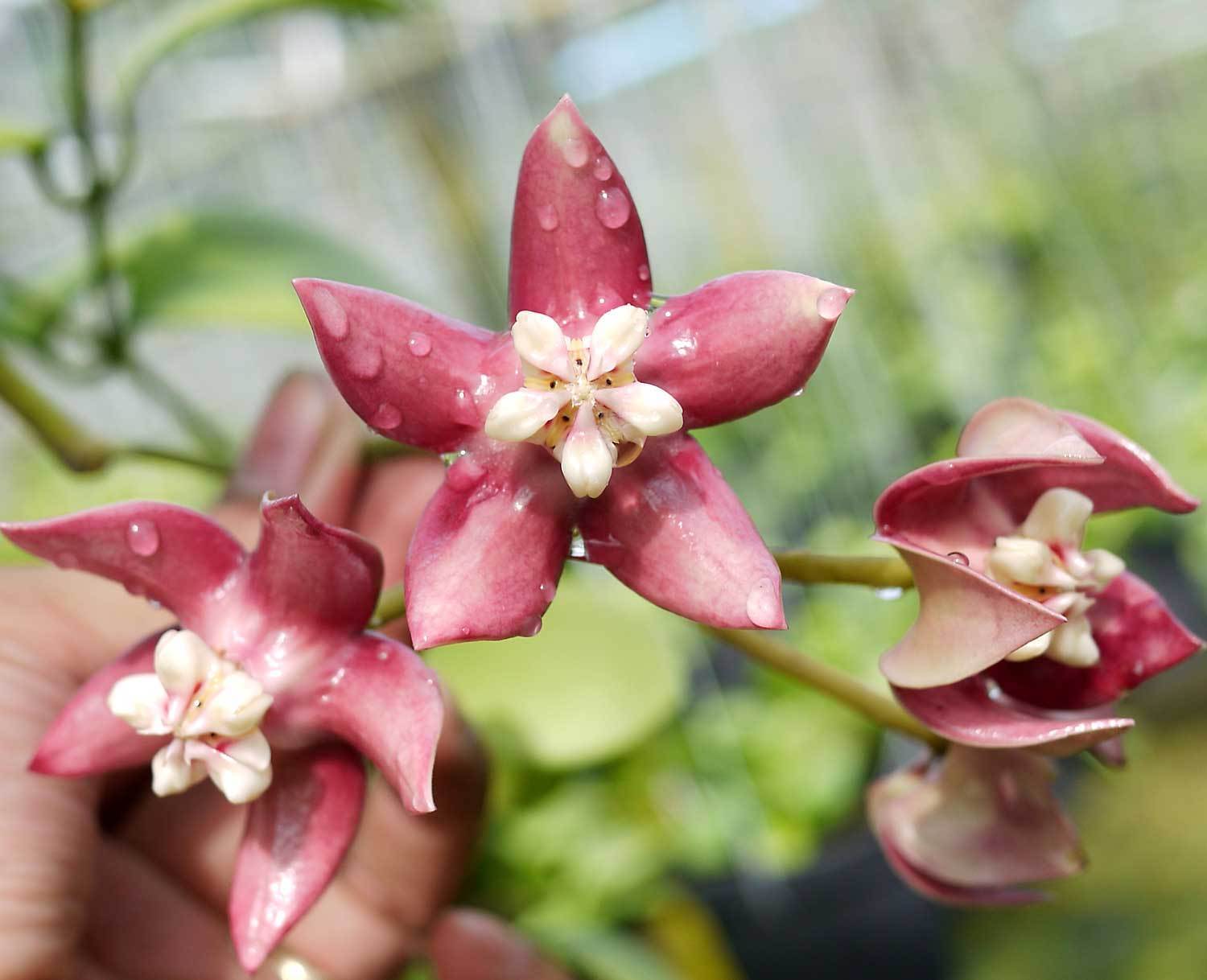 Хойя индонезия 001