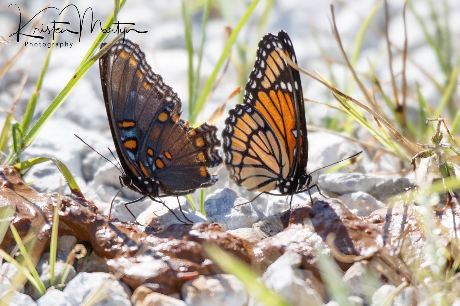 Why Do Butterflies Eat Dung? Nature Notes Blog