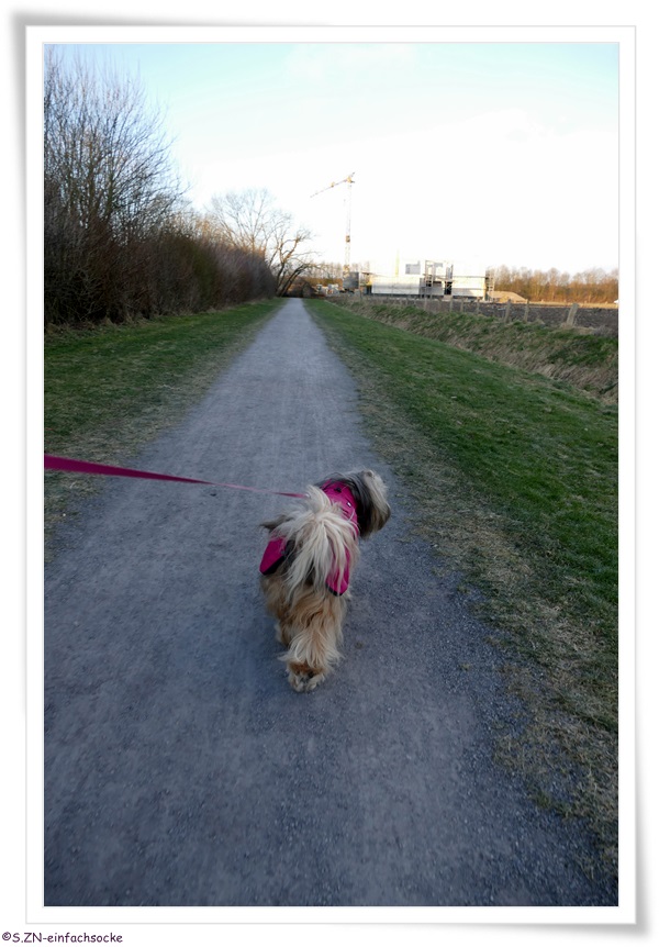 hund ballen löst sich