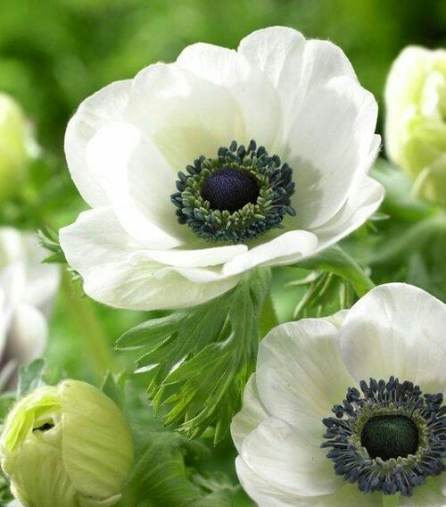 Anemone White Flowers