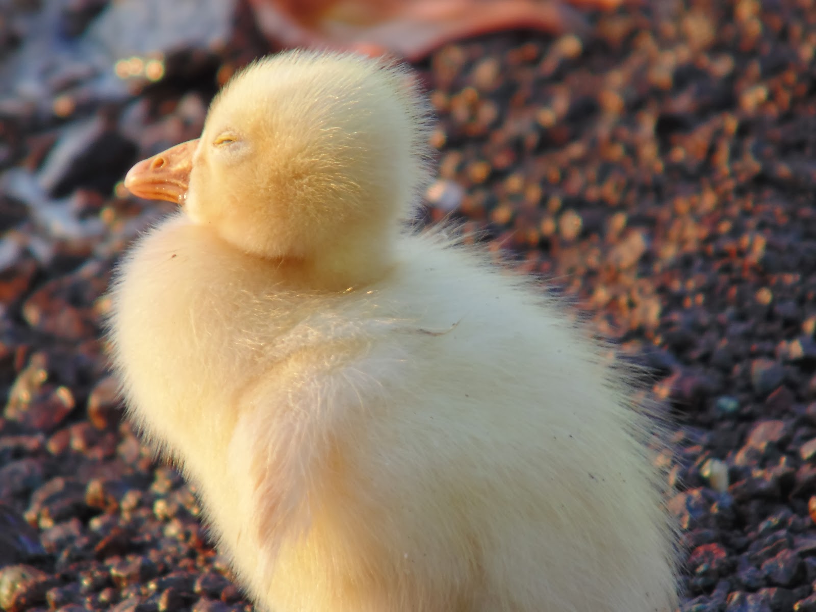 baby duck at pawana dam near pune