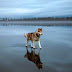 Mágicas Fotografias de Huskies  sobre un lago helado en Rusia