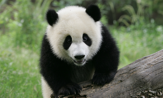 panda.jpg