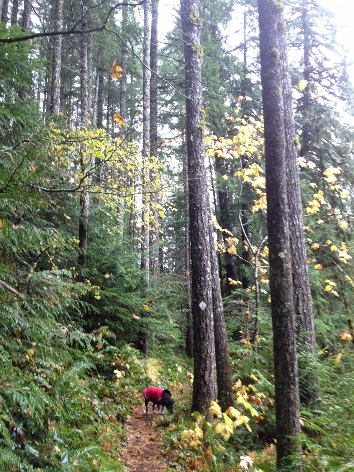.Hike Mondays. Chanterelle Hunt November 2014 Gifford Pinchot/Panther