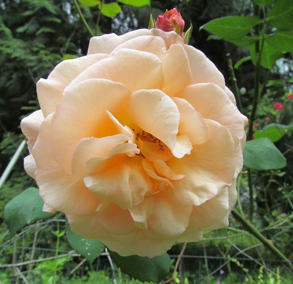 Weeding on the Wild Side Continuous Bloom Roses and Daylilies June 28, 2014