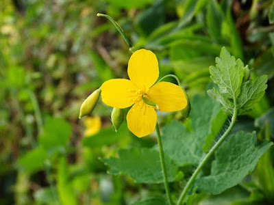 Celidonia mayor (Chelidonium majus) flor silvestre amarilla