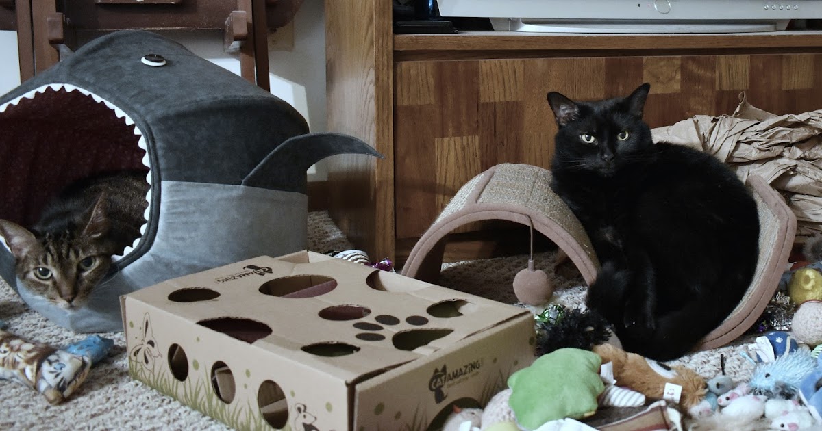 Do cats need human interaction or are they completely fine on their own