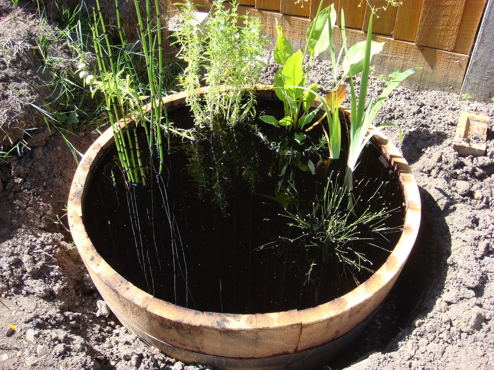 Veg patch from scratch How to make a wildlife barrel pond