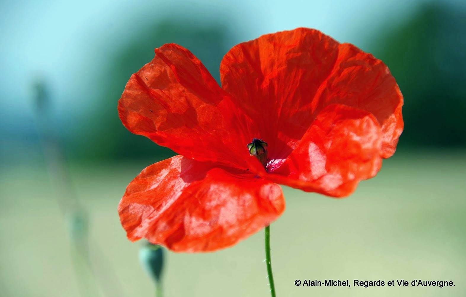 Le Coquelicot. (Poème)Regards et Vie d