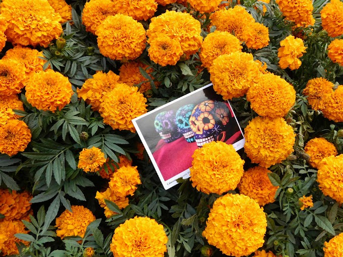 La Flor de Cempasúchil un icono del Día de Muertos en México