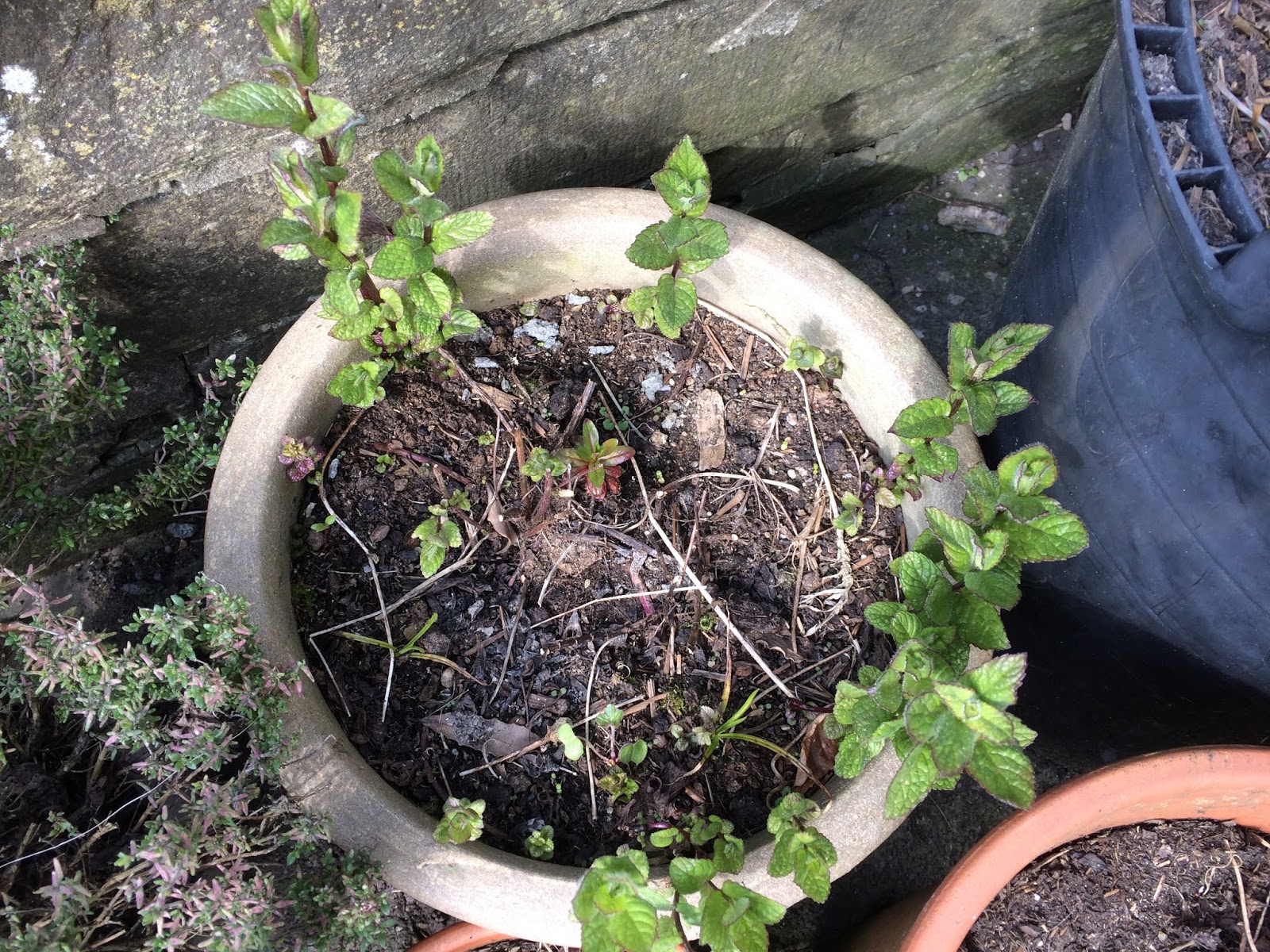 How to Divide Mint Plant  