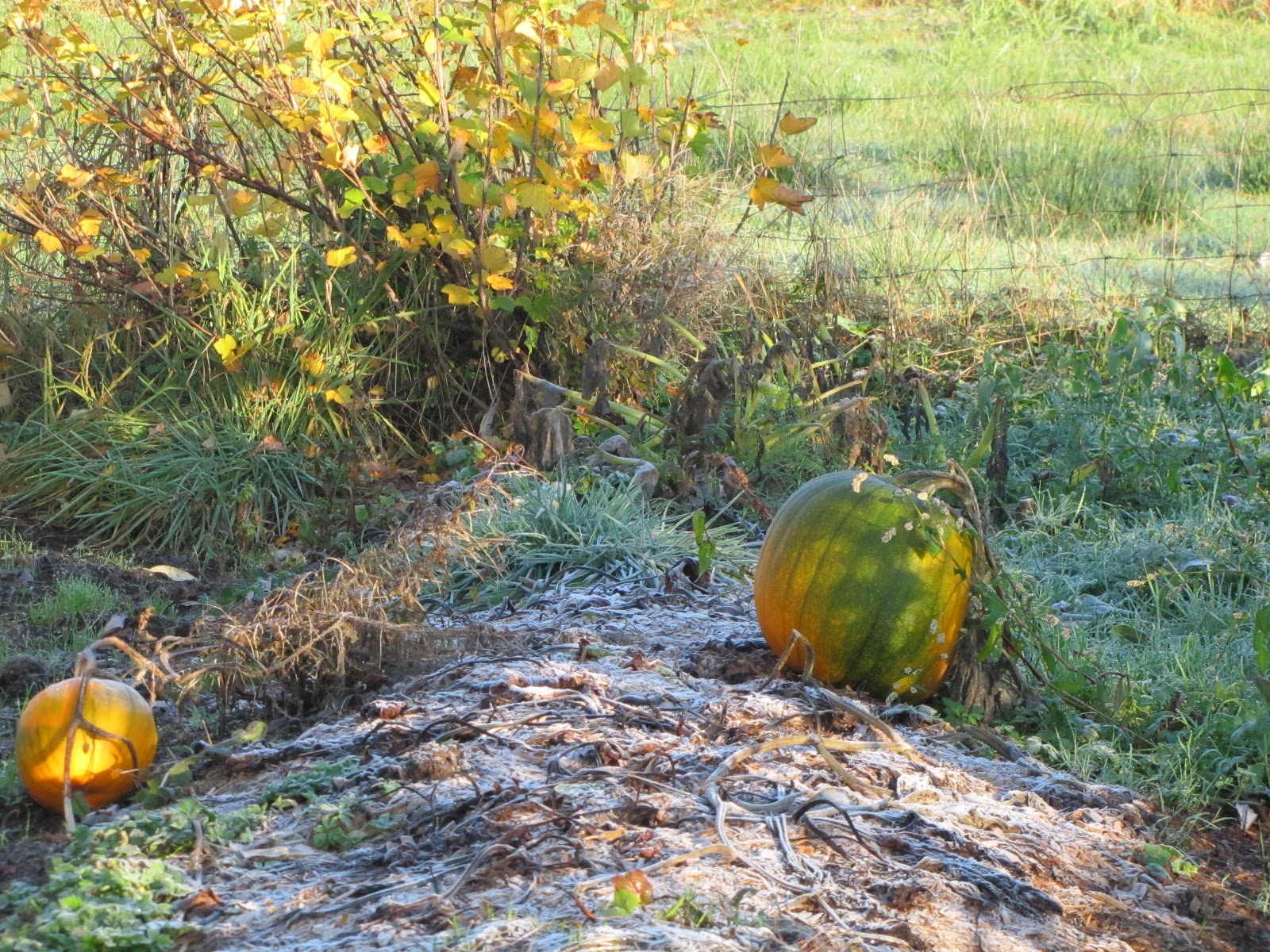 Wyndson Farm Frost on the Pumpkins
