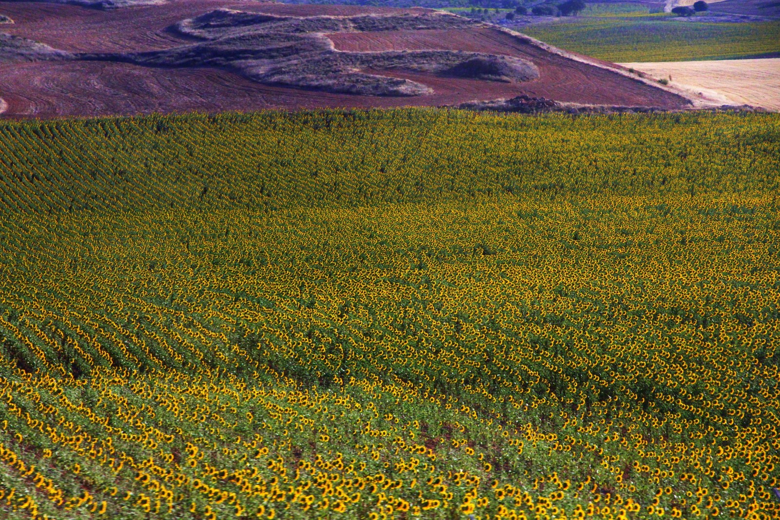 LDS Missionary Couple in the Madrid Spain Temple Sunflowers in Spain