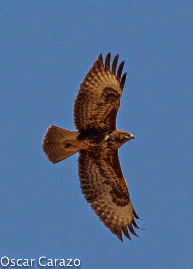 AVESANTURTZI: RAPACES MIGRATORIAS