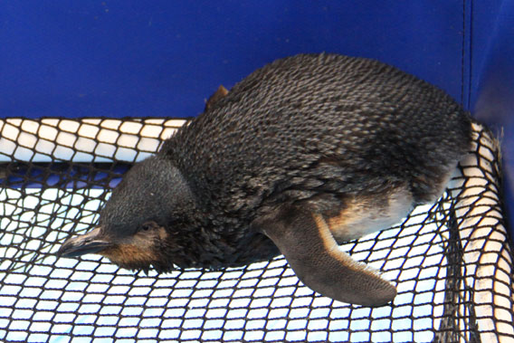 An oiled little blue penguin, also known as the fairy penguin, in a rescue center. 2011. No Kicking Penguins and other stories about penguins. marchmatron.com 
