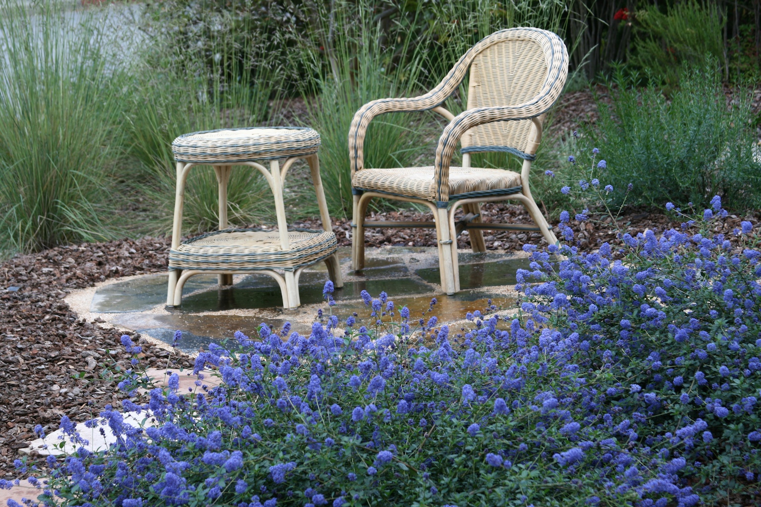 Mahonia Berberis Ilex Arnold Zwicky S Blog