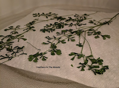 Herbs drying in the microwave