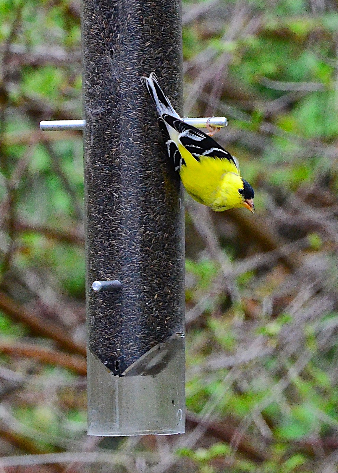 My Tern Safe Haven Feeder And Up Side Down Thistle Feeder