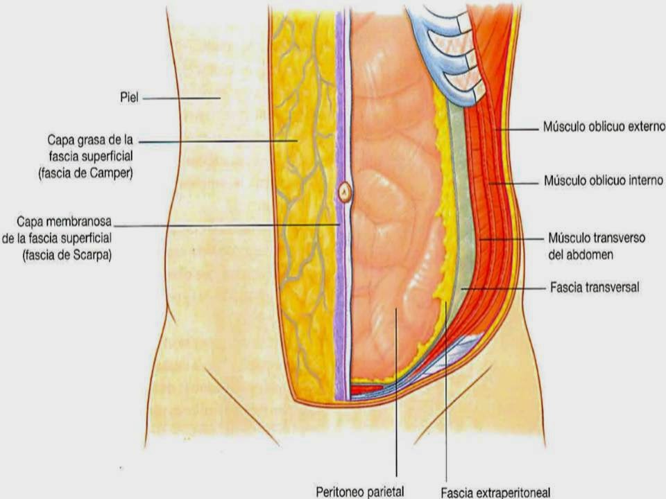 investing abdominal fascial planes