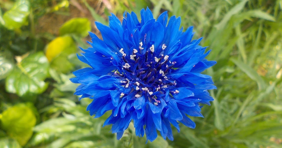 a hopeful nature Cornflower Blue